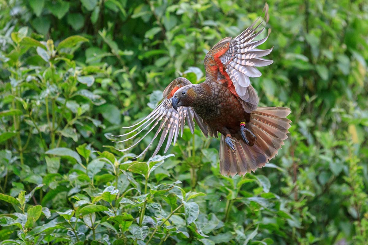 GI Kaka in flight at Zealandia in Wellington