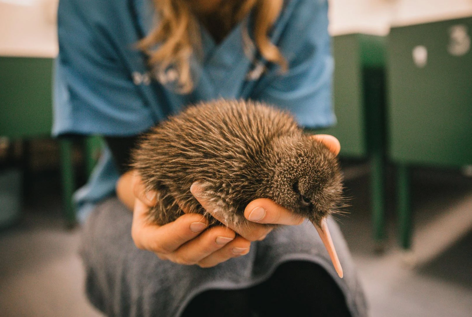 Woman holding a Kiwi at the West Coast Wildlife Centre