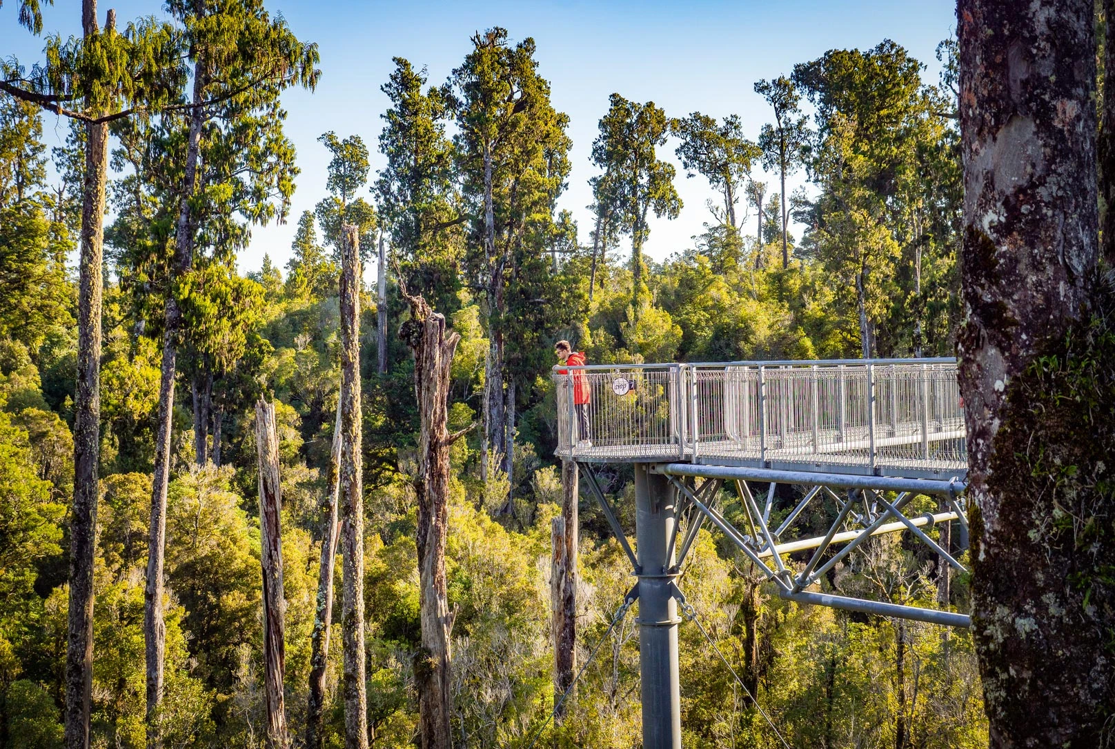 West Coast Treetop Walkway