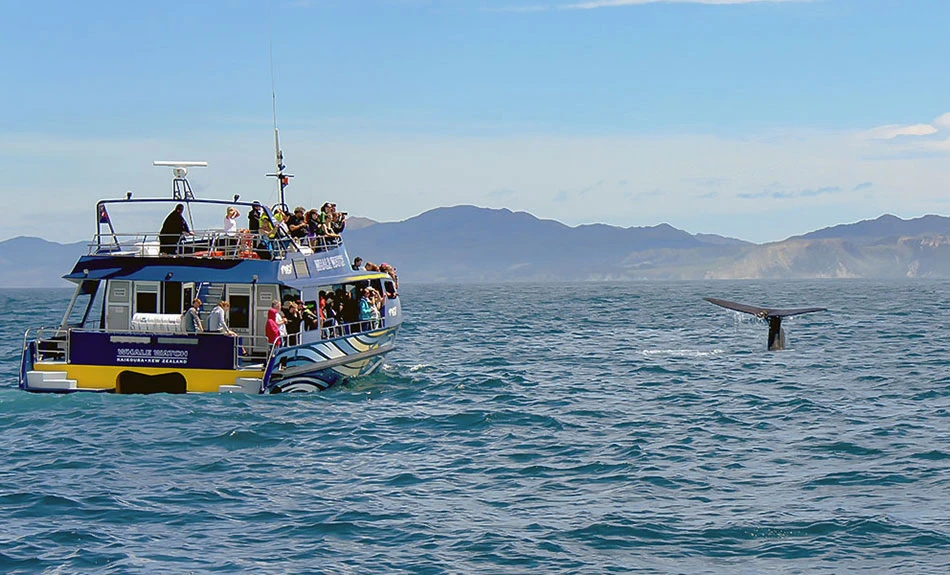 Whale Watch Kaikoura viewing a sperm whale