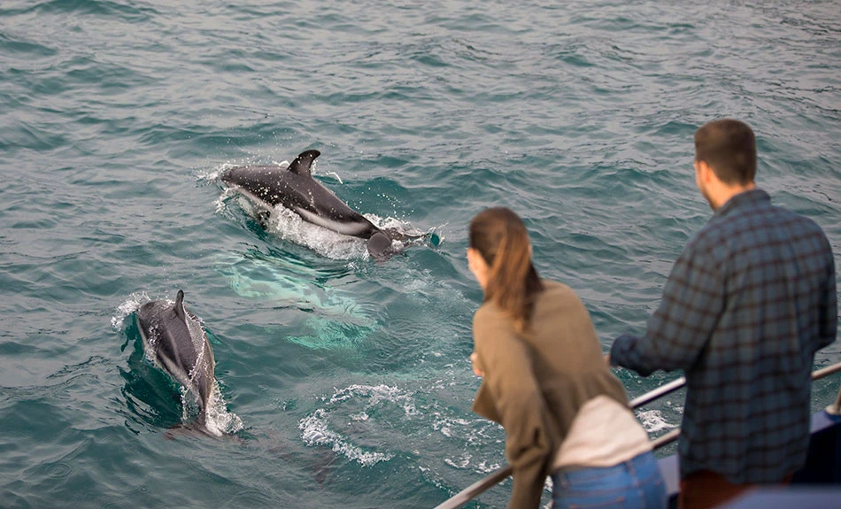 Dolphin encounter, one of many available wildlife experiences available in Kaikoura