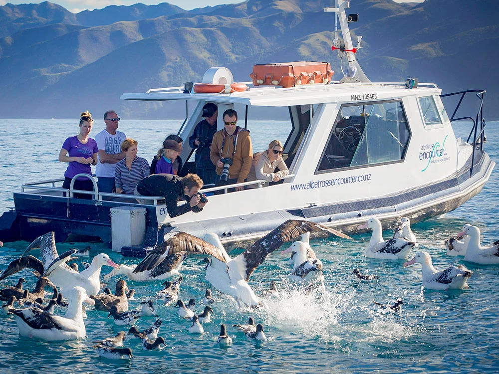 Small group in a boat surrouded by adult and baby albatross during the Kaikōura Albatross Encounter