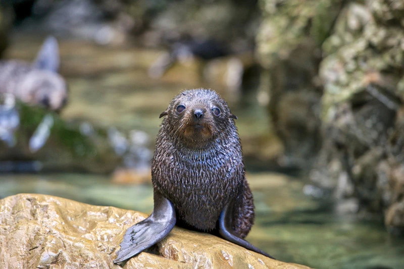Seal pup in Kaikōura