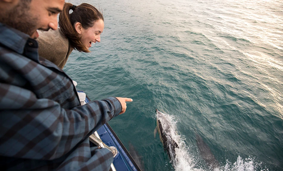 Two people admiring dolphins in Kaikōura