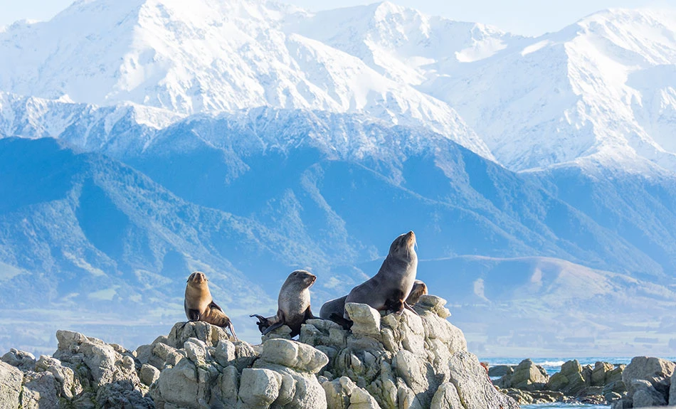 Spot a seal colony at Kaikōura
