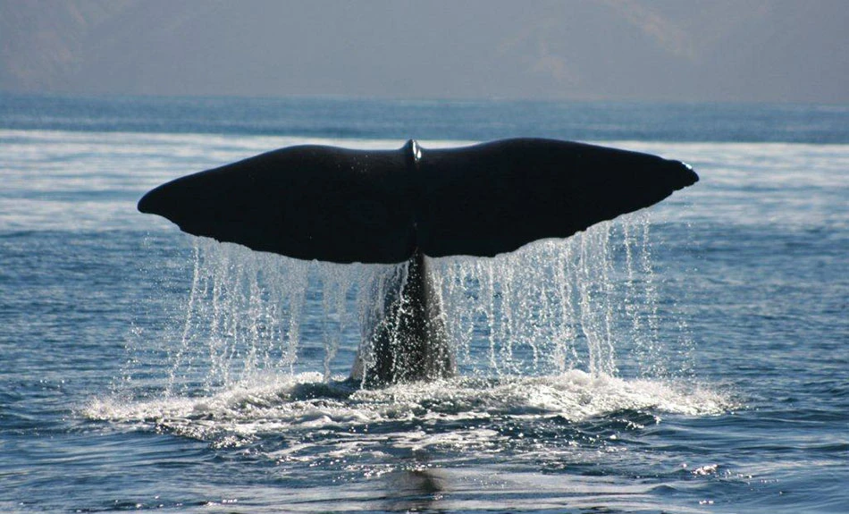 Large whale tail above water during Whale Watching in Kaikōura