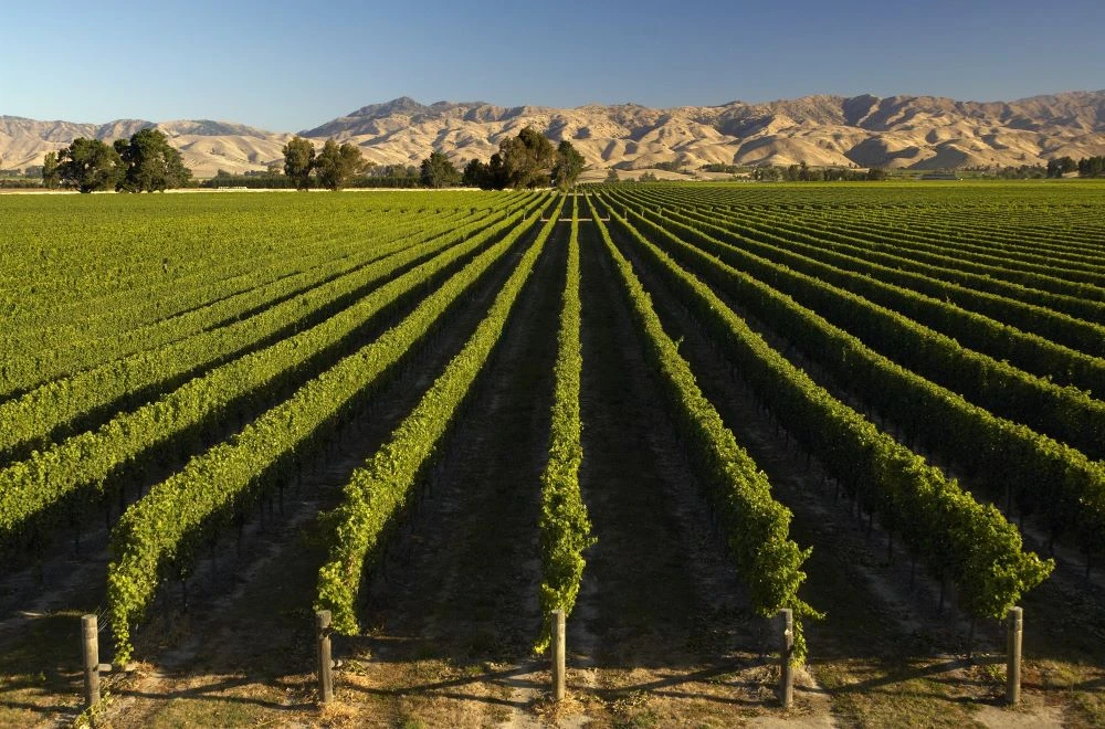 Rows of grapevines in Marlborough vineyard 