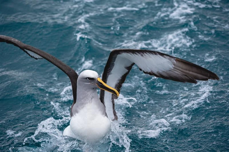 Albatross Encounter in Kaikōura
