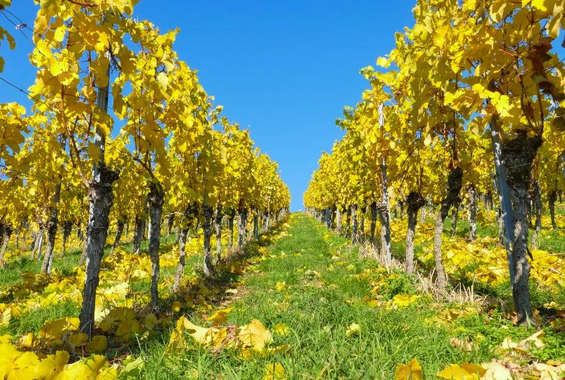 Autumn colours in the Marlborough Vineyards