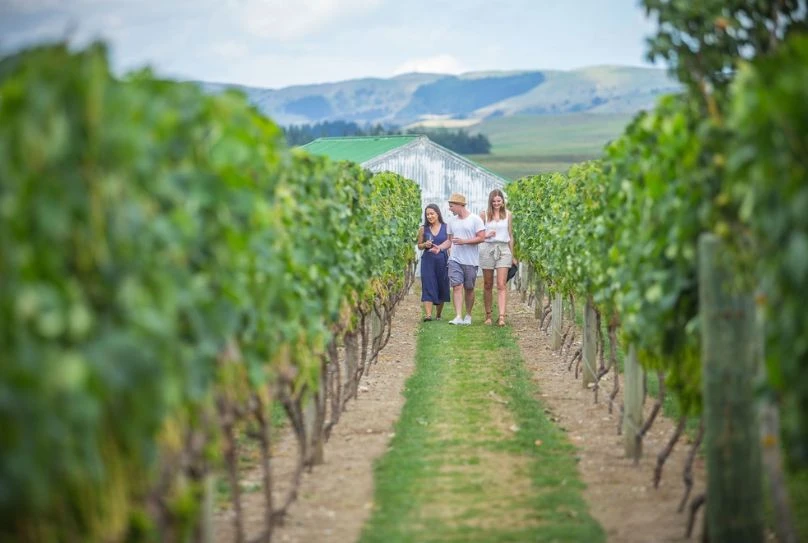 People walking through vineyards in the Martinborough Tasting Tour in Wairarapa