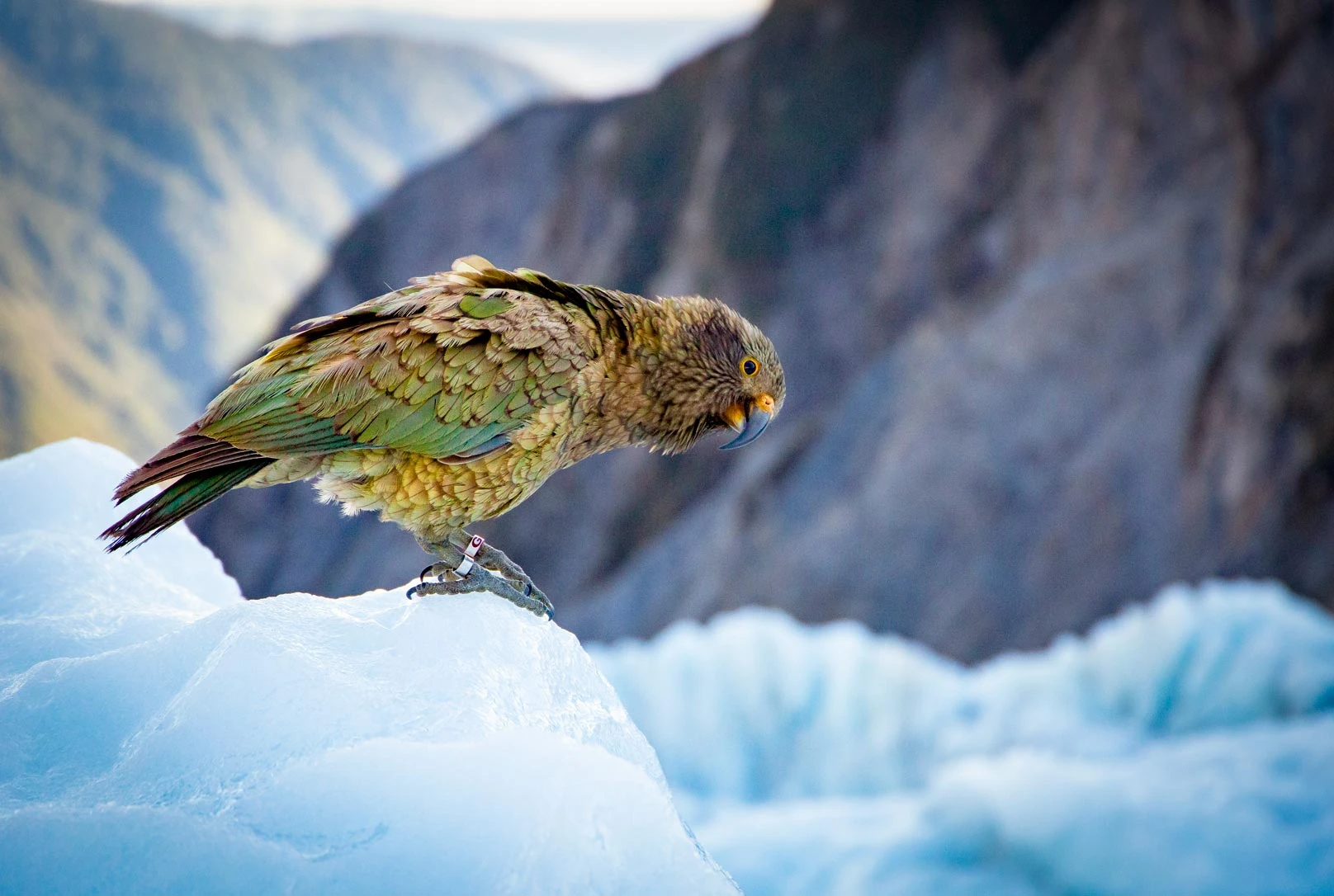 Kea sitting on ice at Franz Josef Glacier