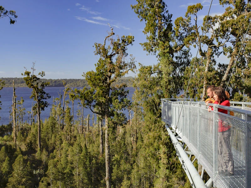 Looking over the edge during the West Coast Tree Top Walkway