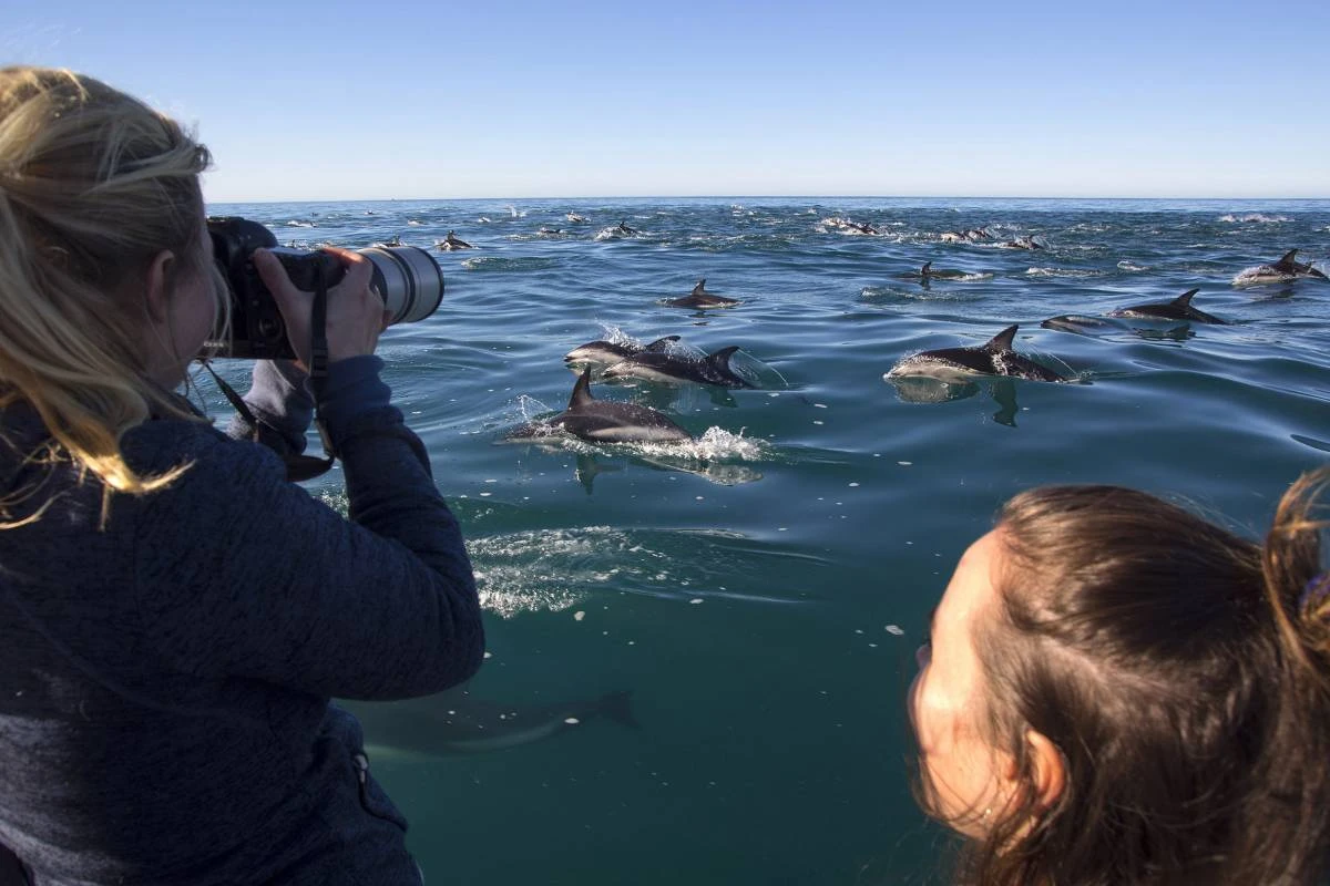 Large pod of dolphins during the Dolphin Encounter in Kaikōura