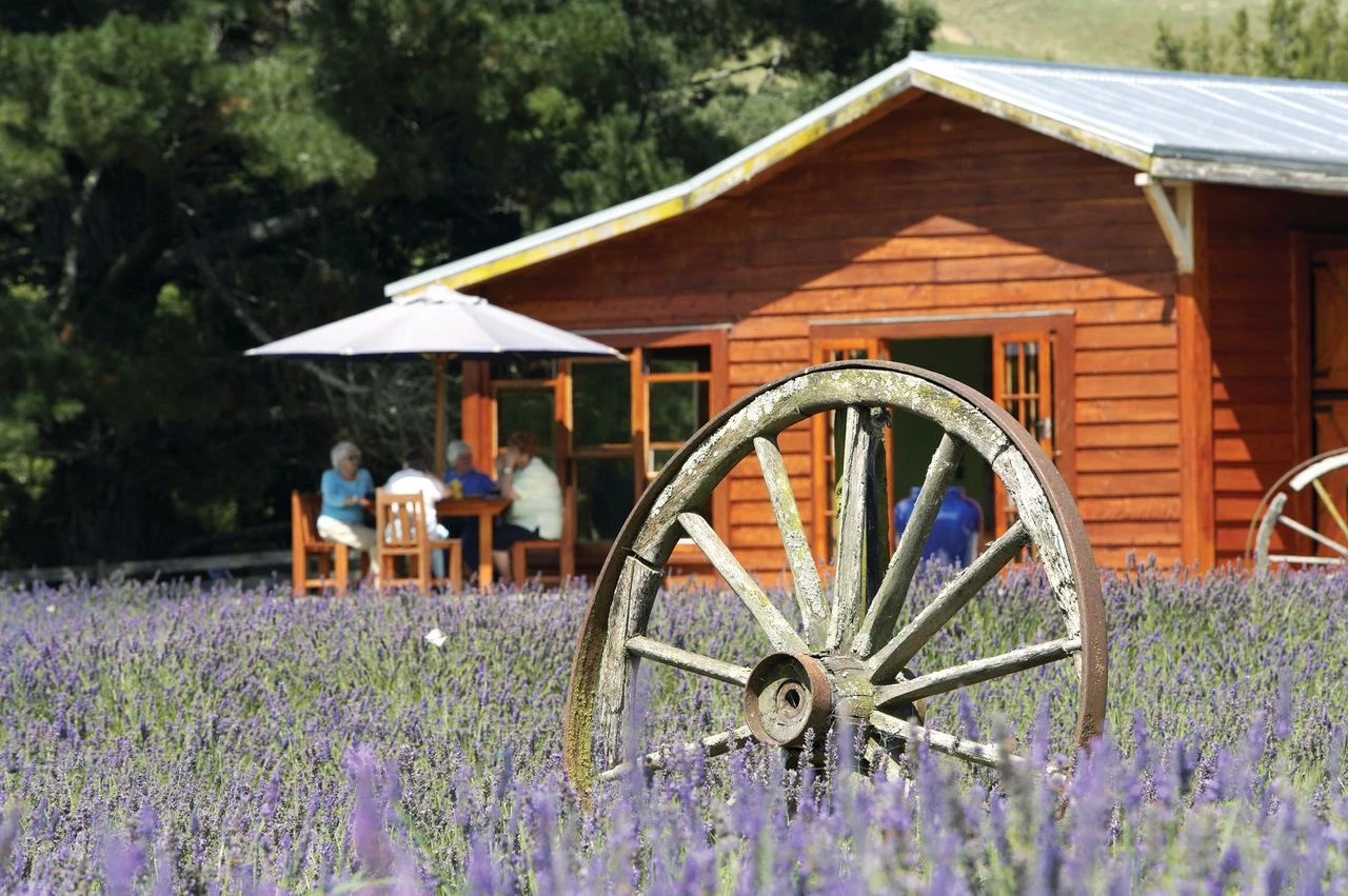 Lauren's Lavender Farm Taumarunui in the Ruapehu region