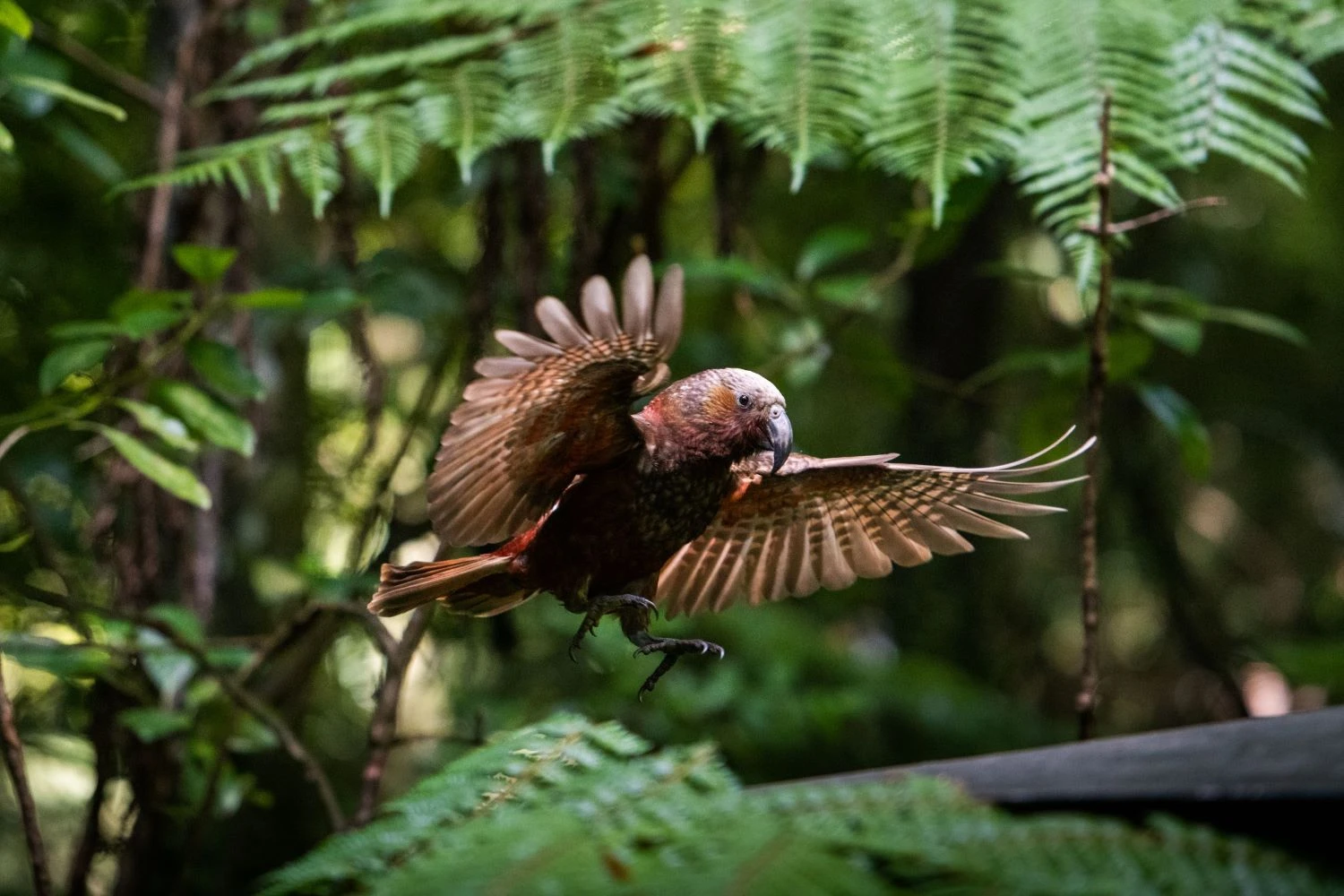 Native birds flying past in Sanctuary Mountain