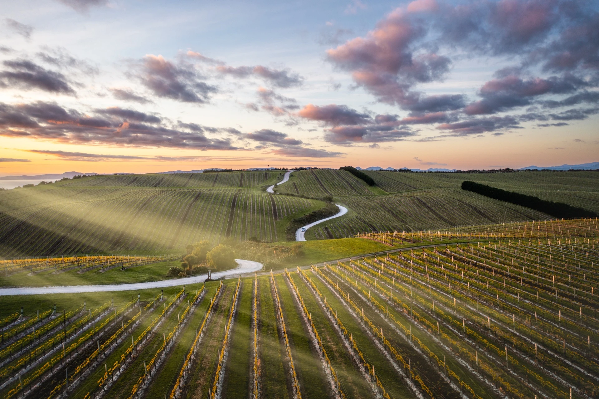 Sunrise over the famed Marlborough vineyards