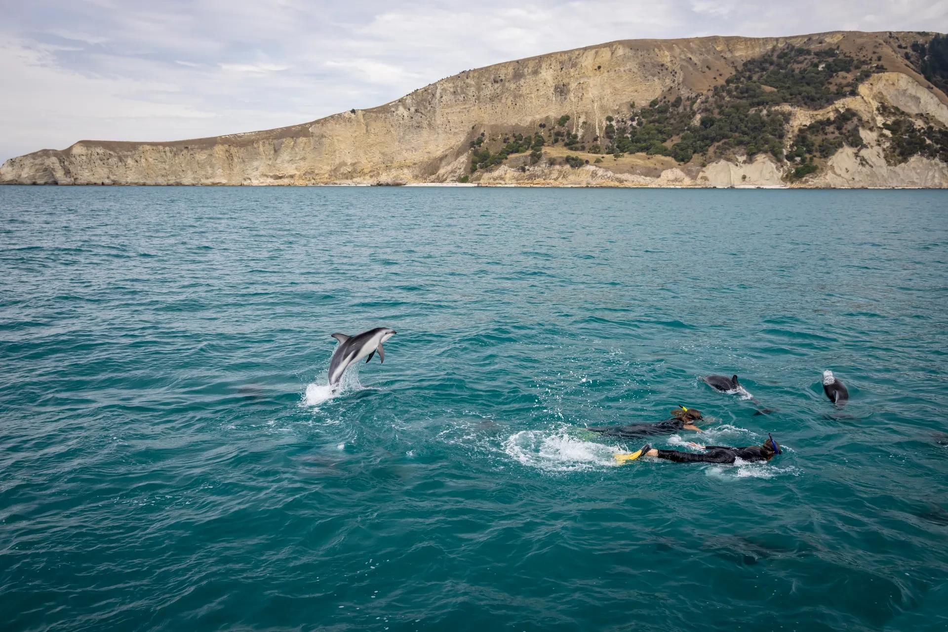 Dolphins playing on Kaikoura coast