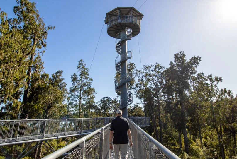 A person walking along the Treetops walkway surrounded by trees