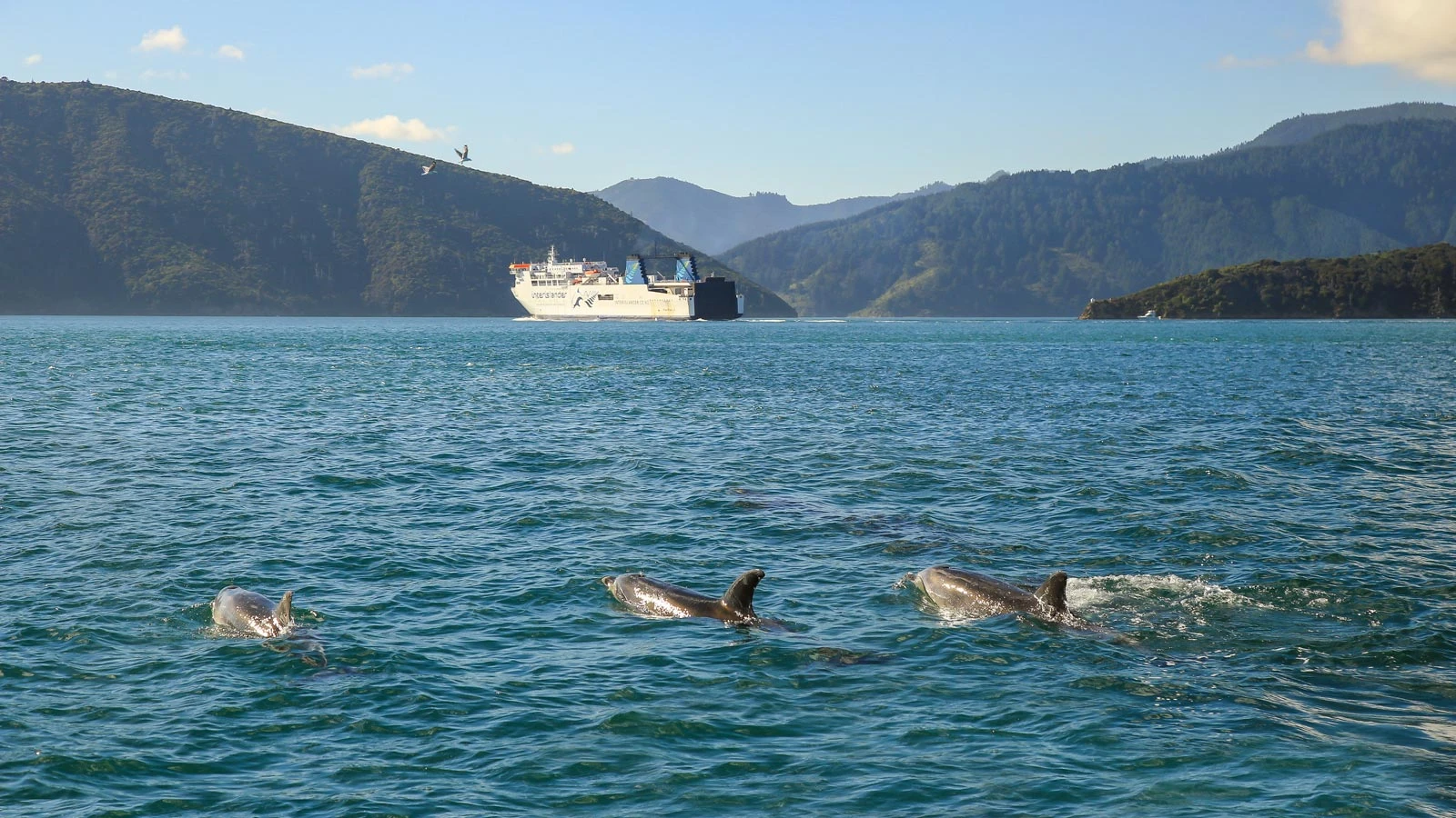 Dolphins in the Cook Straight with the InterIslander ferry in the background